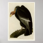 Californian Vulture Poster at Zazzle