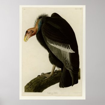 Californian Vulture Poster by birdpictures at Zazzle