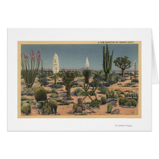 CaliforniaVarieties of Desert Cacti Cards (Front Horizontal)