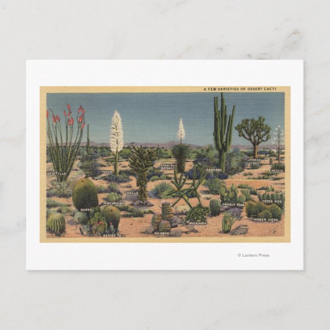 CaliforniaVarieties of Desert Cacti Postcard (Front)