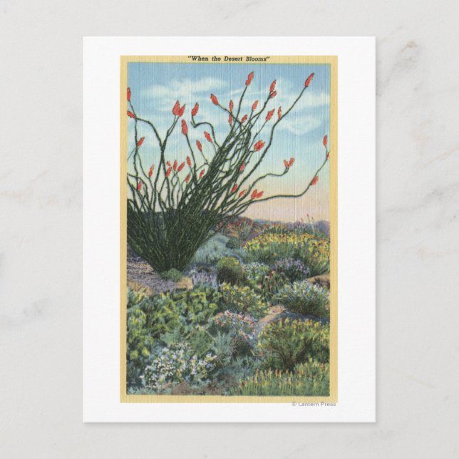CaliforniaView of Cacti in Bloom Postcard (Front)