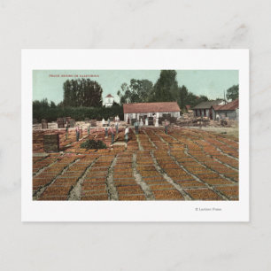 CaliforniaView of Peaches Drying in the Sun Postcard