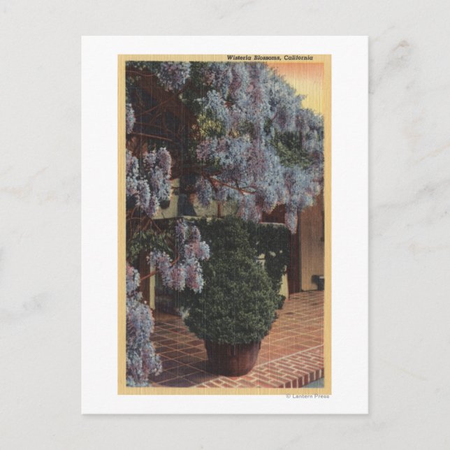 CaliforniaWisteria Plant in Bloom Postcard (Front)