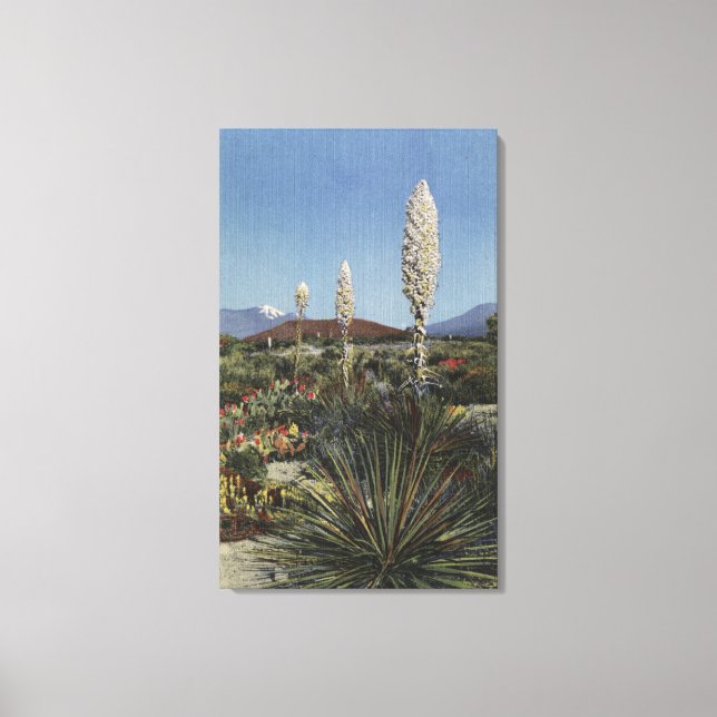 CaliforniaYucca Cacti in Bloom in Desert Canvas Print (Front)