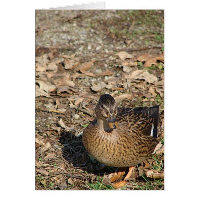 Call Duck Cards (Front)