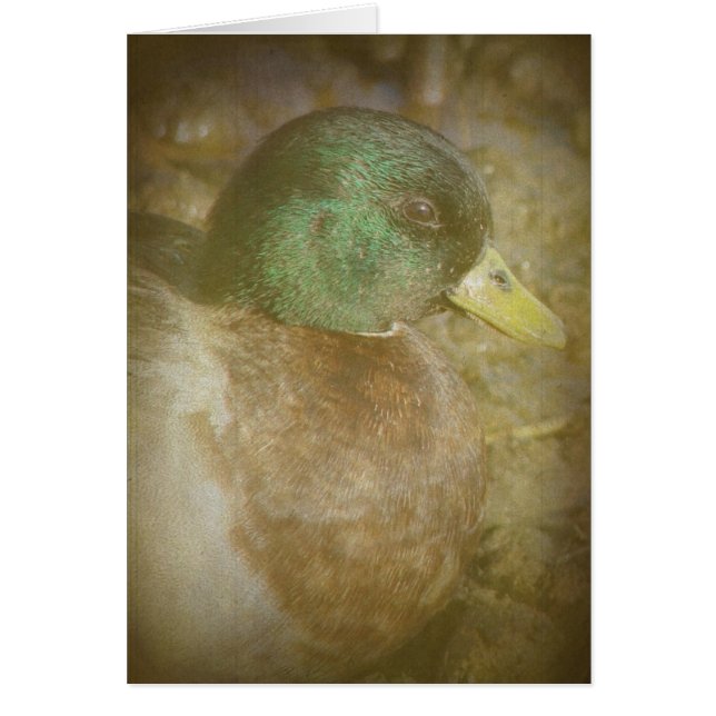Call Duck Drake Cards (Front)