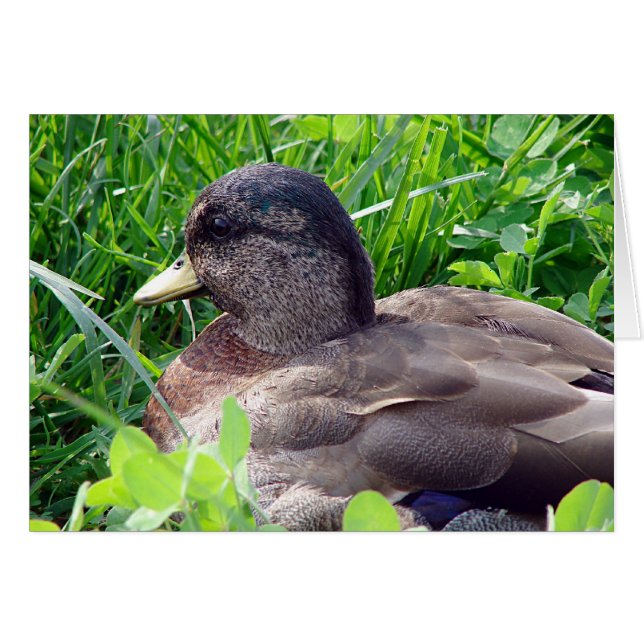 Call Duck Drake Cards (Front Horizontal)