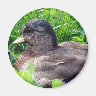 Call Duck Drake Magnet