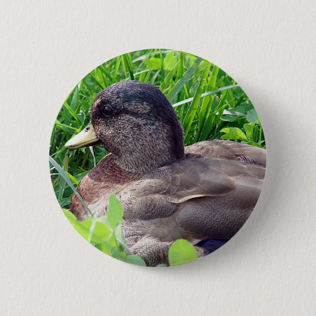 Call Duck Drake Pinback Button (Front)