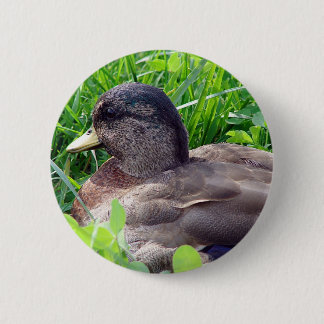 Call Duck Drake Pinback Button