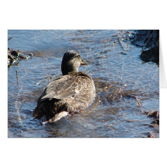 Call Duck Hen Playing in Flooded Field Card