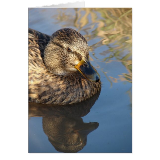 Call Duck Hen With Reflections Cards (Front)