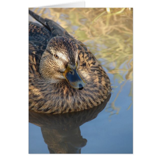 Call Duck In Water Cards (Front)
