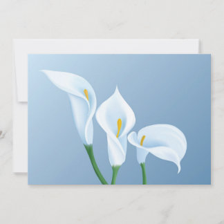 Calla flowers