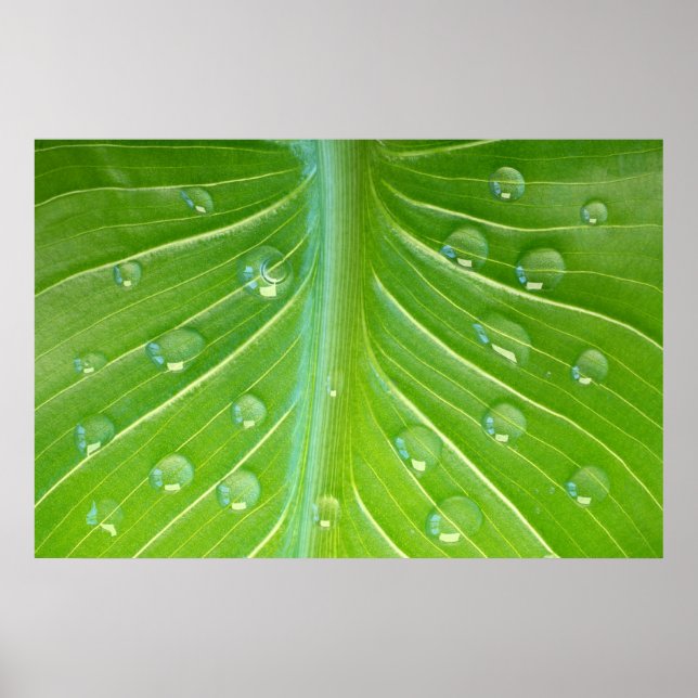 Calla leaf with dew drops close-up poster (Front)