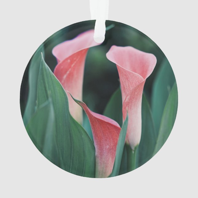 Calla Lilies Pink Flowers Ornament (Back)