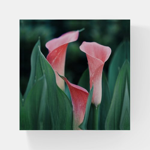 Calla Lilies Pink Flowers Paperweight