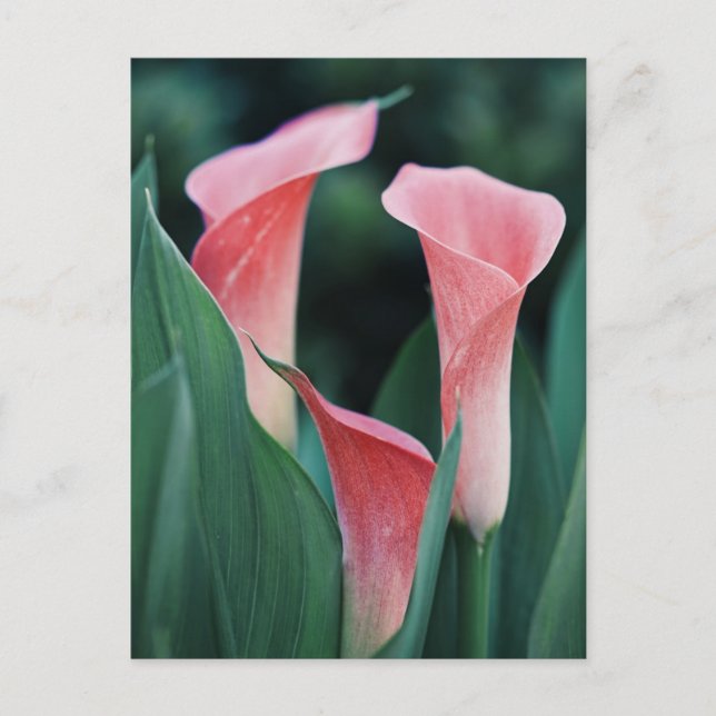 Calla Lilies Pink Flowers Postcard (Front)