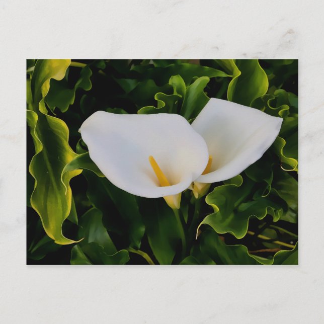 CALLA LILIES POSTCARD (Front)
