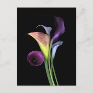 Calla Lilies Postcards