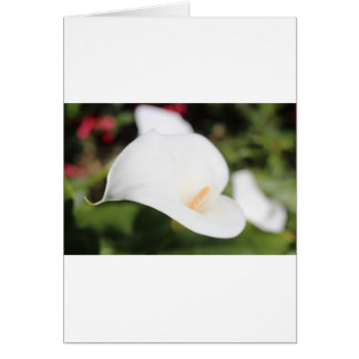 Calla Lilly Romance Cards