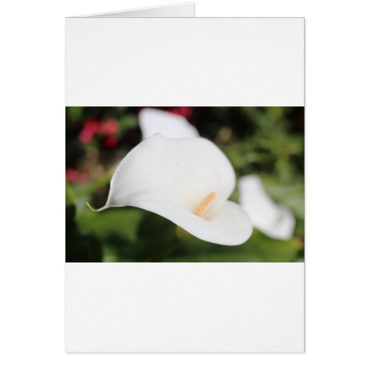 Calla Lilly Romance Cards (Front)