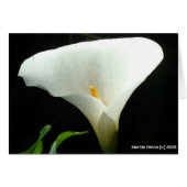 Calla Lily (Front Horizontal)