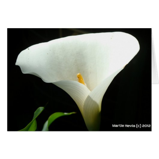 Calla Lily (Front Horizontal)