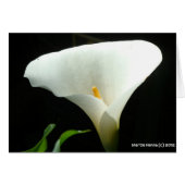 Calla Lily (Front Horizontal)
