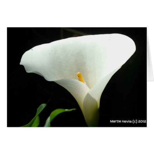 Calla Lily (Front Horizontal)