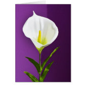 Calla Lily (Front)