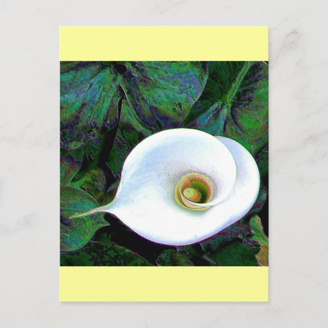 Calla Lily 2011 Postcard (Front)