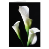 Calla Lily 3 (Front)