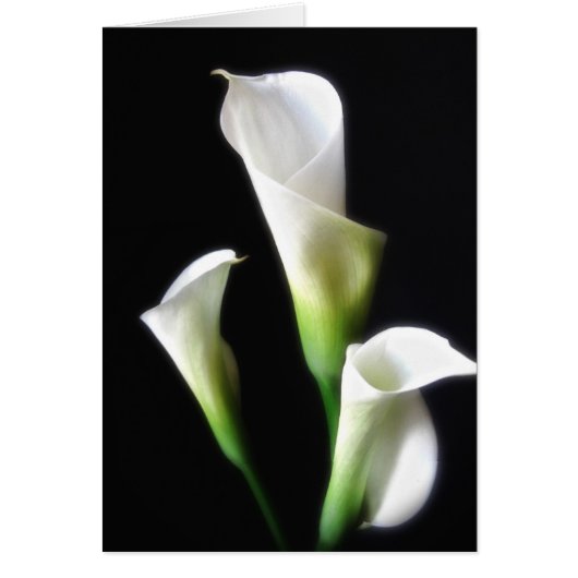Calla Lily 3 Cards (Front)