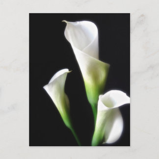 Calla Lily 3 Postcard