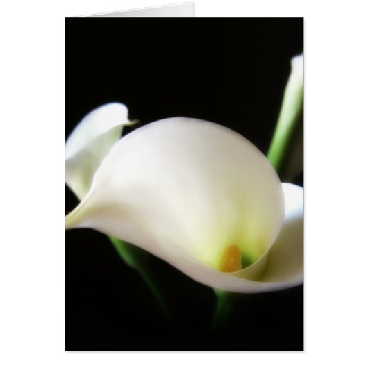 Calla Lily 7 Cards (Front)