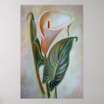 Calla Lily Beautiful Botanical Art Poster