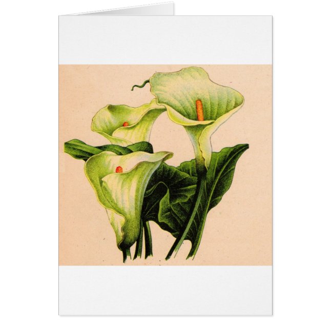 calla lily calla lilies cards (Front)