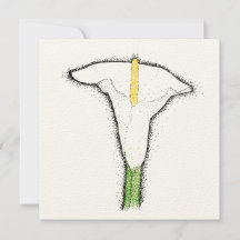 Calla Lily