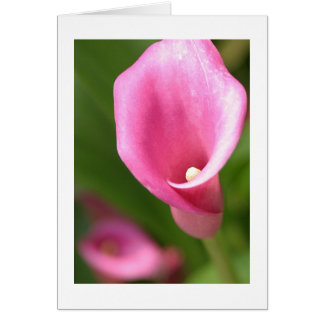 Calla Lily Cards