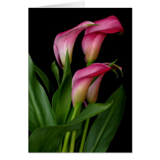 Calla Lily Cards