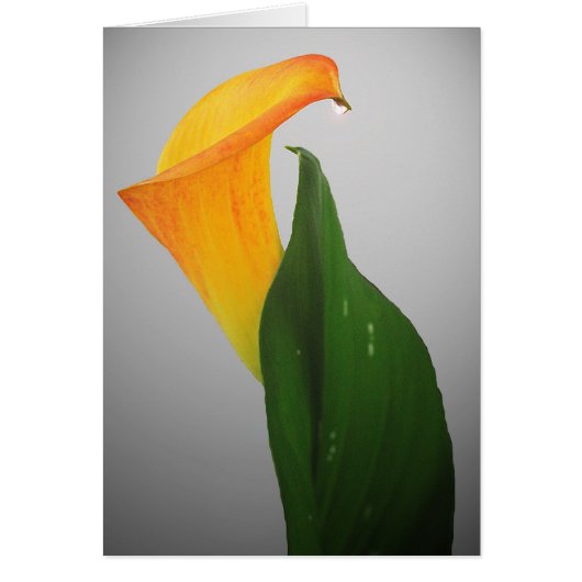 Calla Lily Cards (Front)