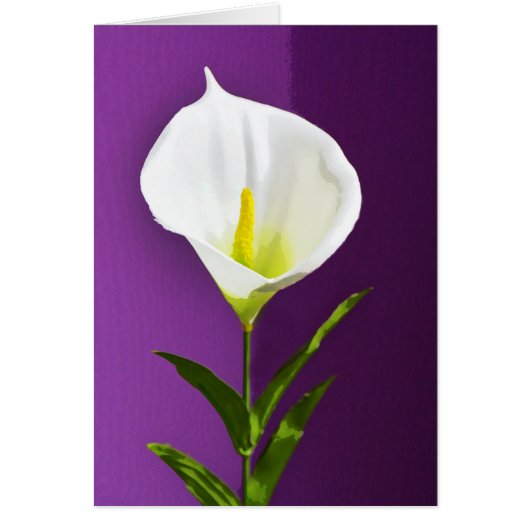 Calla Lily Cards (Front)