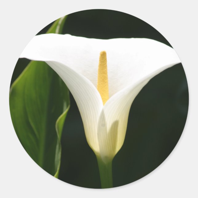 Calla Lily Classic Round Sticker (Front)