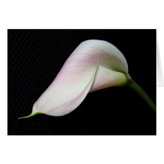 Calla Lily Flower Card (Front Horizontal)