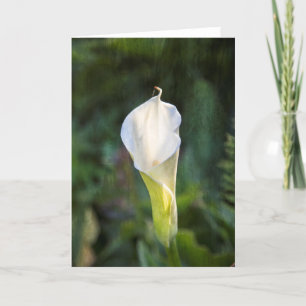 Calla lily greeting card