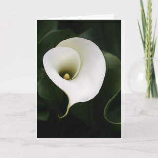 Calla Lily Greeting Card (no border)