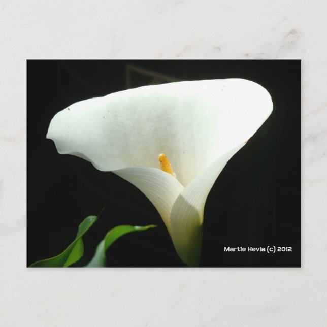 Calla Lily in Black Postcard (Front)