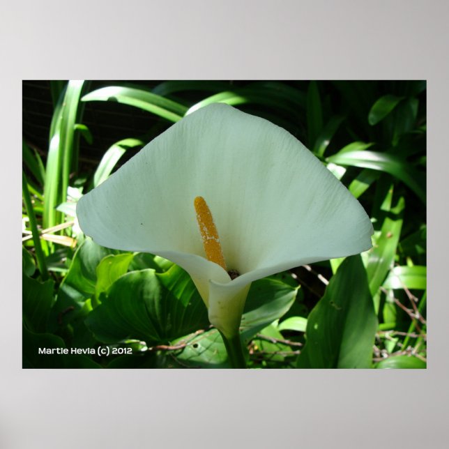 Calla Lily in Green Poster (Front)