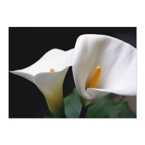 Calla Lily Invitation